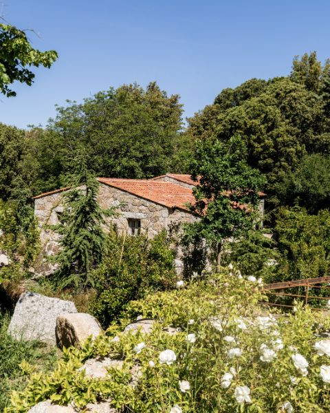 Caseddu